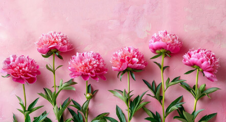 Flat lay border of Peonies flowers and  leaves on a light pink background. Greeting card for woman or mothers day, Easter, wedding, Birthday.  Botanical illustration template with copy space.