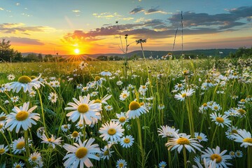 Wild Flowers Sunset: Tranquil Chamomile and Daisies Spring Landscape