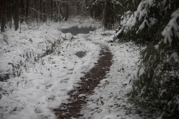 Path through the snow in the forest. Path in the first snow. Wilderness in winter.