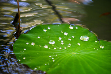 water drops on lotus leaf