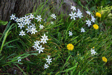White Star of Bethlehem flowers nature background copy space