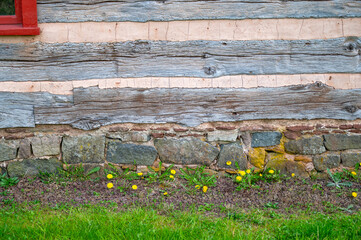 Dandelions and green grass at base of colonial log cabin with stone foundation