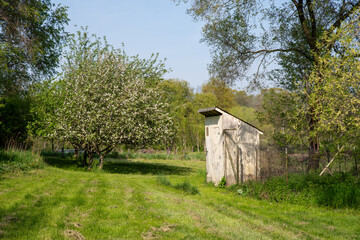 Flowering apple trees and rustic wooden chicken coop