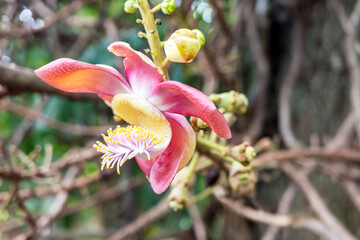 The Cannonball tree flower.