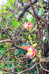 The Cannonball tree flower.