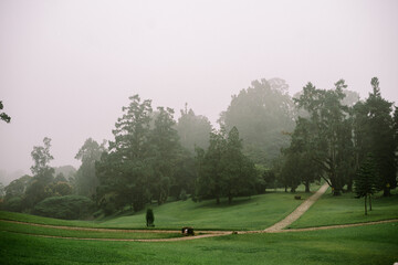 A vast green lawn dotted with towering trees in a tranquil park setting, embraced by the ethereal morning mist