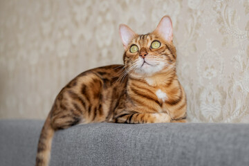 A charming Bengal cat lies relaxed on the sofa at home.