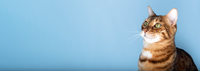 Head shot of a Bengal cat on a blue background.