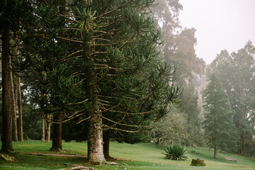 A vast green lawn dotted with towering trees in a tranquil park setting, embraced by the ethereal...