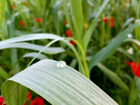 Water drop on green leaf with red tulip flower in background. - Powered by Adobe