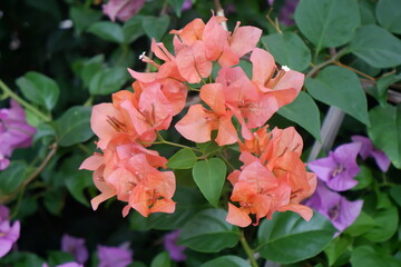 Close up of pastel Bougainvillea hybrid in the garden