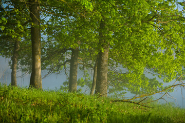 Very beautiful landscape with fog and green nature in the Republic of Moldova. Rural nature in Eastern Europe