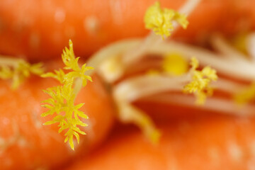 Daucus carota