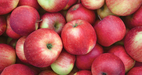 Red apples of the Champion variety
