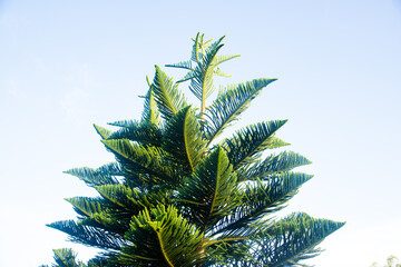 Star pine or Araucaria Cooki grows towering in a shape like a Christmas tree