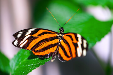 Ismenius tiger or tiger heliconian (Heliconius ismenius) is a butterfly of the family Nymphalidae found in Central America. Orange-black tigered wing pattern. Macro close up of colorful insect. - obrazy, fototapety, plakaty