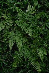 Green fern backdrop