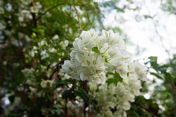 White bougainvillea blooms beautifully with flowers that almost cover the entire stem and leaves