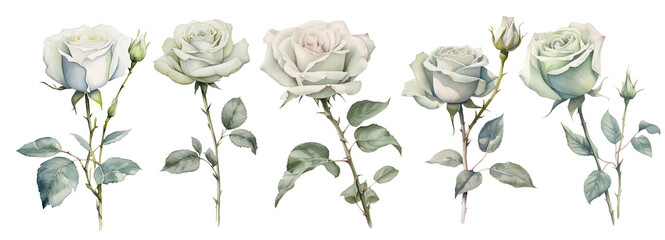 Set watercolor white roses floral roses branches. Wedding concept isolated on white background
