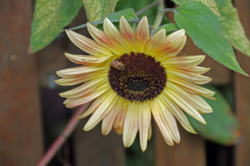 a two-tone sunflower with a bee in the center