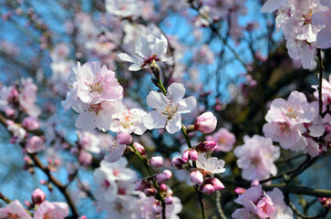 Mandelblüten