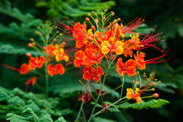 Peacock Flower or Caesalpinia pulcherrima which has bloomed with dominant red and slightly yellow flowers with a shape similar to a cat's whisker flower