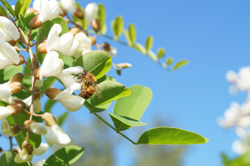 Flying honey bee collecting bee pollen from acacia blossom. Bee collecting honey. Side view. Space...