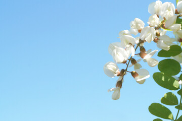 White flowers of acacia among green foliage against on the blue sky. A bee pollinates white acacia flowers . Side view. Space fot text.         