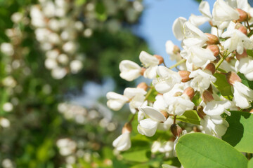 White acacia branch flowers. Edible locust tree flowers. Side  view. Space for text.           