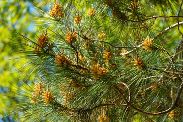 Pitsunda pine Pinus brutia pityusa in bloom. Close-up of bud pollination pinecone on pinus branches. Sunny day in spring garden. Nature concept for design. Selective focus