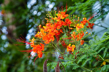 Peacock Flower or Caesalpinia pulcherrima which has bloomed with dominant red and slightly yellow flowers with a shape similar to a cat's whisker flower