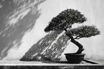 A serene bonsai tree, its shadow stretching gracefully.