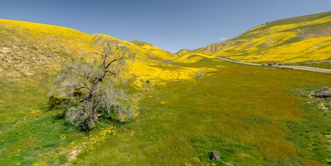 Hills covered in yellow and purple spring flowers during the Superbloom. A tree is in the foreground. Carrizo National Monument, Santa Margarita, California, United States of America.