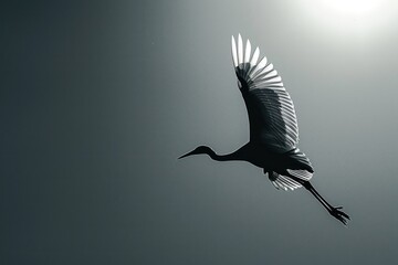 Obraz premium A swift, minimalist representation of a flying crane, its shadow soaring.