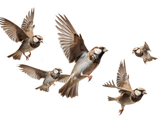 Obraz premium a group of birds flying