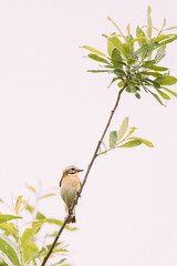 Whinchat Sitiing On Branch. Saxicola Rubetra Is A Small Migratory Passerine Bird Breeding In Europe And Western Asia And Wintering In Central Africa. Thrush Family, Turdidae, Old World Flycatcher