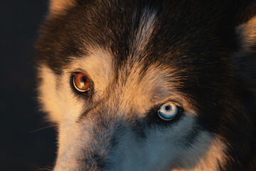 Multi-colored eyes of a Siberian Husky dog, close-up photo.