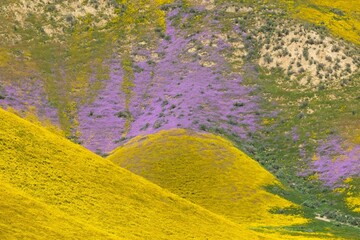 Hills covered in bright yellow and purple spring flowers during the Superbloom. Carrizo National Monument, Santa Margarita, California, United States of America.