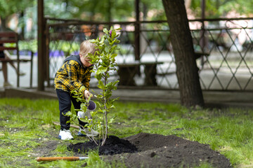 A little boy waters a magnolia tree that has just been planted in the yard of a house.