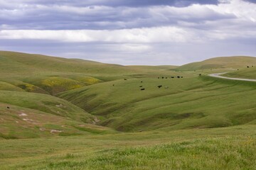 Fototapeta premium Cattle on a ranch in Shandon, California, United States of America.