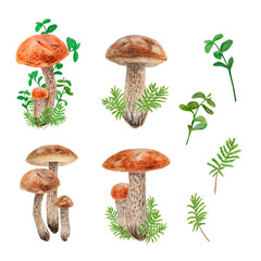 Clip art collection of forest green branches and edible mushrooms. Realistic watercolor botanical illustrations of juisy cranberry, cowberry and boletus for prints, fabric, postcards, menus, sticker