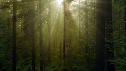 Tranquil sunny morning forest. Sunny woods in the rays of the rising sun. Dreamy tree crowns and light haze.	
