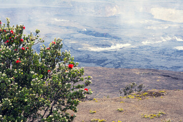 Red flower blooming beautiful on Hawaii volcano mountain after erupting with smoke flowing on the air, Kilauea Big Island.