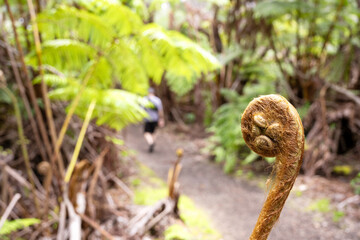 Hawaiian rainforest, this common fern also known as Fern false staghorn grows on Volcano Hawaii