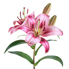 Naklejka premium Lily flowers, for a beautiful flower theme or ornamental plant decoration