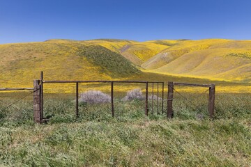 Rural fence and hills during the superbloom in Carrizo National Monument. Hills are covered with bright yellow flowers. Santa Margarita, California, United States of America.