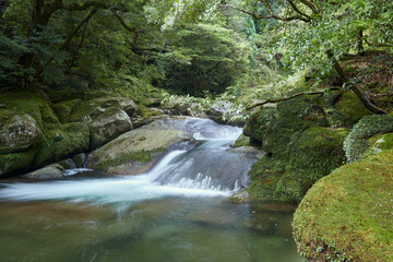 Naklejka na ściany i meble Water flowing over rocks in rainforest Yakushima Island Japan 