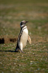 Magellanic penguin crosses grass slope eyeing camera