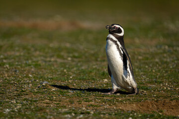 Magellanic penguin crosses grass slope casting shadow