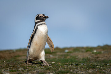 Magellanic penguin crosses grassy hillside in sunlight
